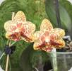 Phal. Yaphon Lobspis x Yaphon Goldrose